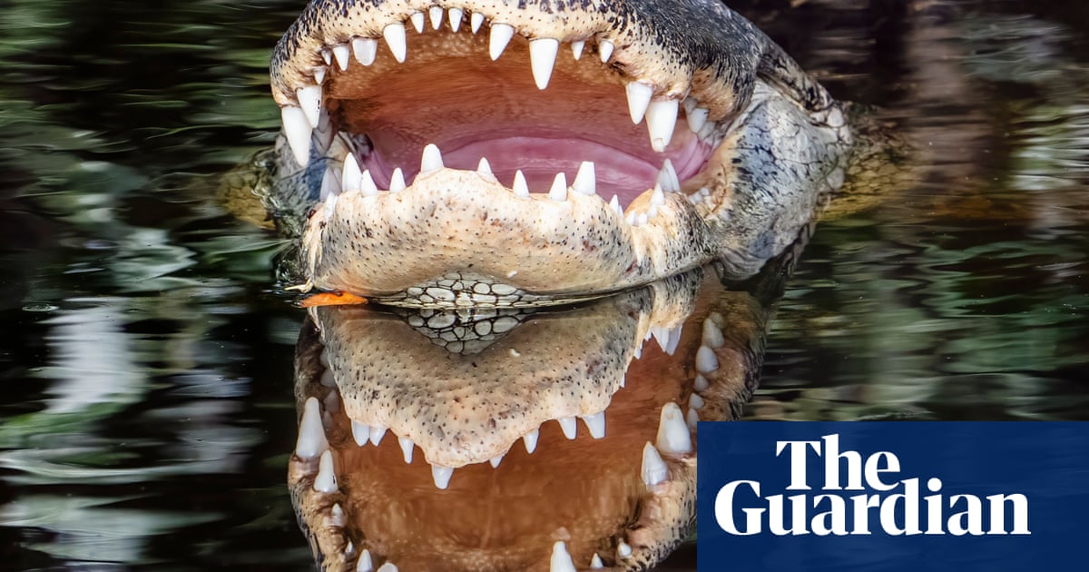 Alligator Kills Woman In Florida: Canoe Incident Details Emerge