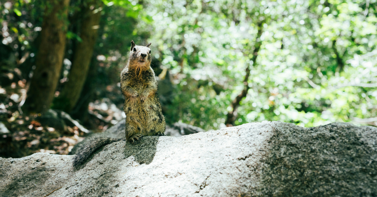 National Park Ranger Cuts Lead To Yosemite Squirrel Infestation National Park Ranger Cuts Lead To Yosemite Squirrel Infestation