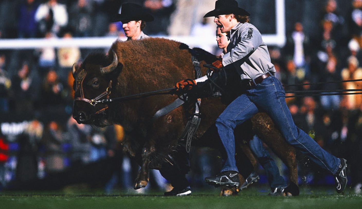 Ralphie VII: Colorado's New Live Buffalo Mascot Debuts Against Wyoming Ralphie VII: Colorado's New Live Buffalo Mascot Debuts Against Wyoming