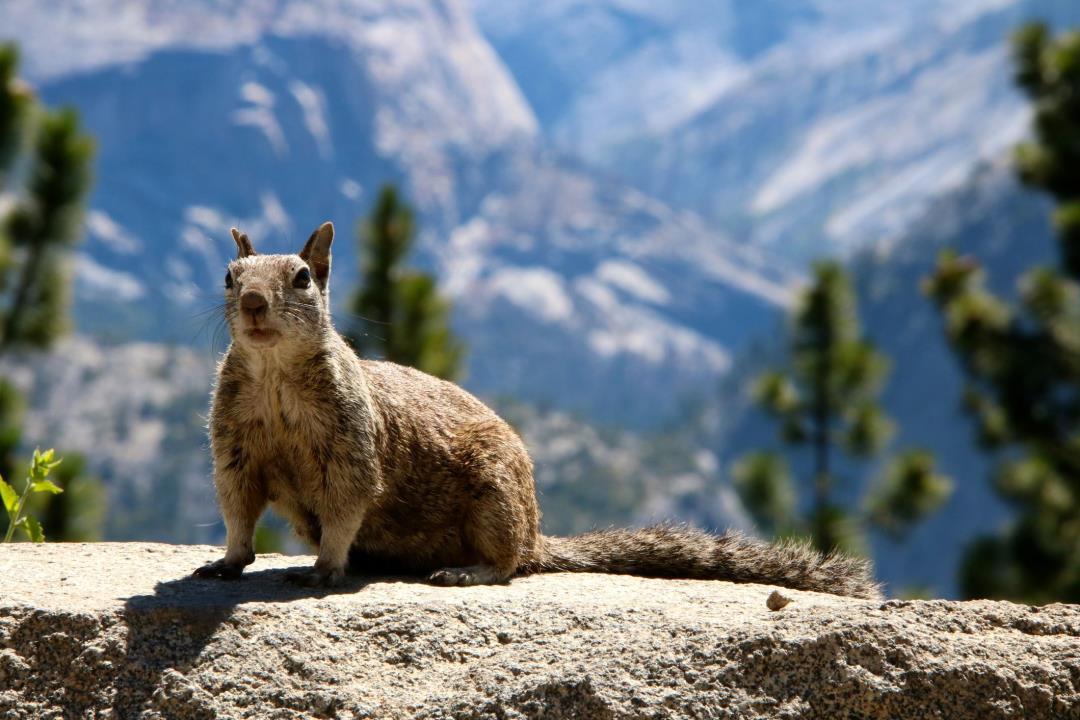 Wildlife Imbalance: Yosemite's Squirrel Overpopulation And Ranger Staffing Wildlife Imbalance: Yosemite's Squirrel Overpopulation And Ranger Staffing